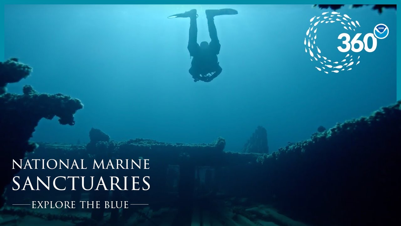 Explore the Blue: 360° Shipwreck Alley
